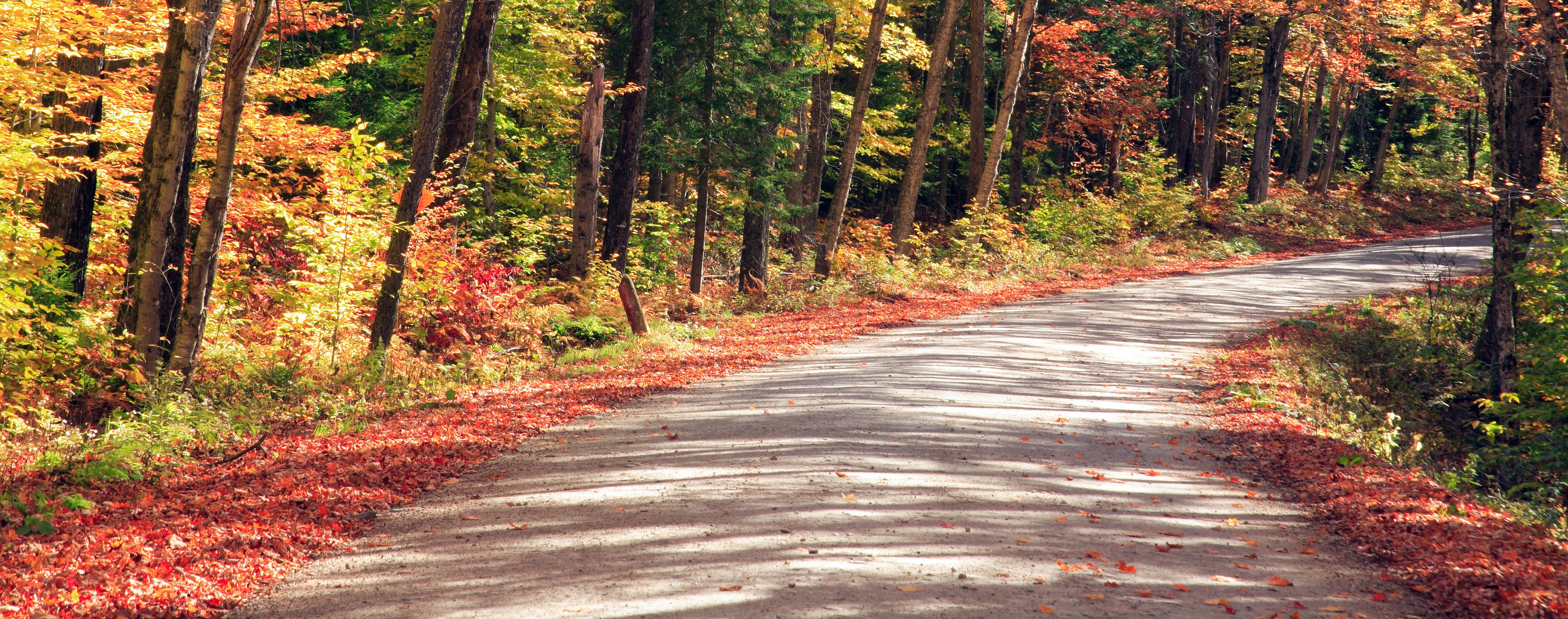 Dirt road winding through the woods with leaves on the ground.